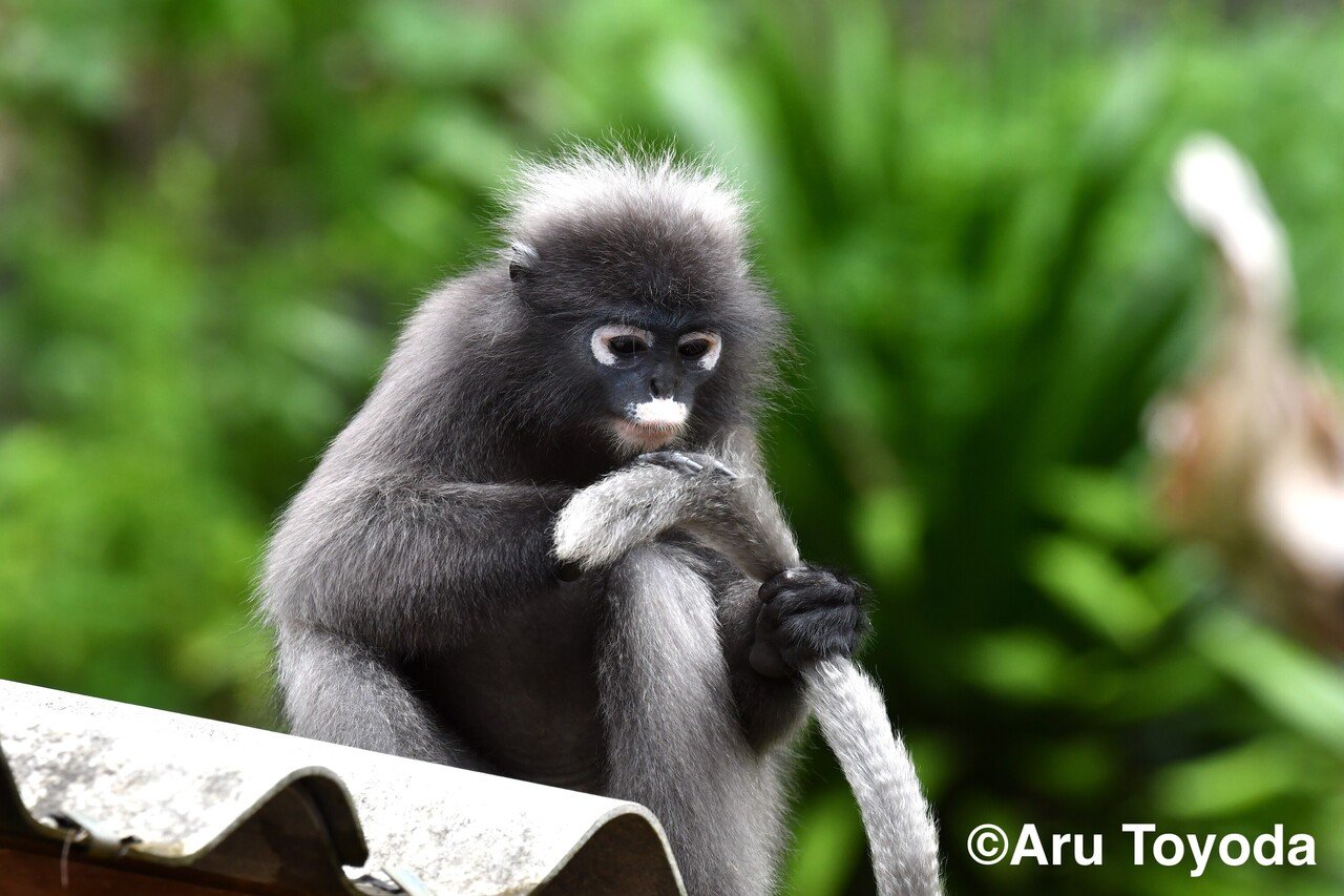タイサル 第19話 南部調査その 白いメガネが印象的 ダスキールトン編 豊田有 霊長類研究 タイ王国 Note タイサル 第19話 南部調査その 白いメガネが印象的 ダスキールトン編 豊田有 霊長類研究 タイ王国 Note