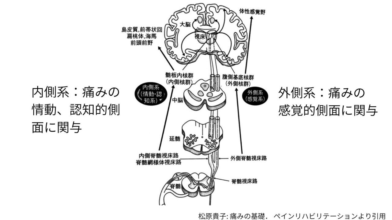 慢性腰痛の理解と運動療法｜樋口 翔太