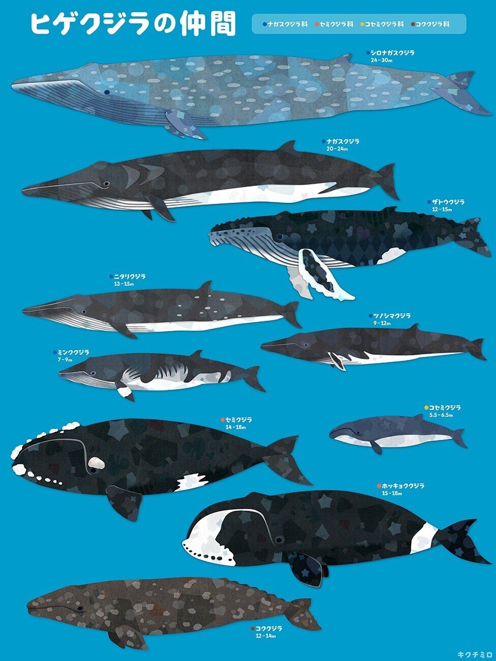 クジラとイルカの仲間を描いてまとめたよ キクチミロ Note クジラとイルカの仲間を描いてまとめたよ キクチミロ Note