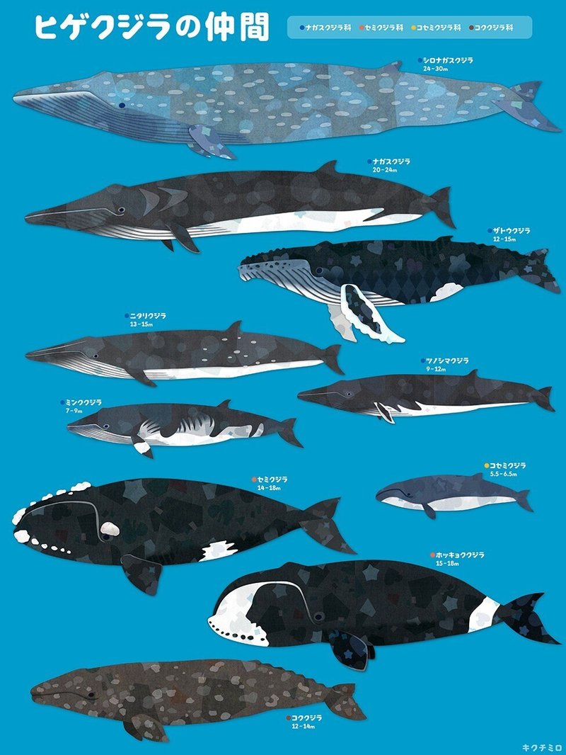 70以上 シロ ナガスクジラ マッコウ クジラ イラスト Josspicture8jvec