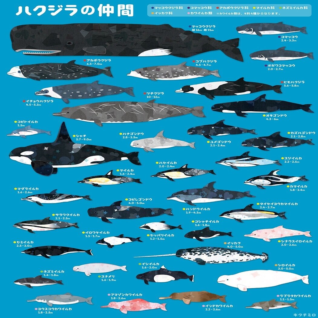クジラとイルカの仲間を描いてまとめたよ キクチミロ Note