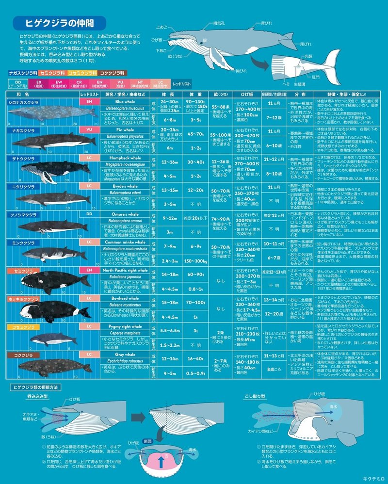 クジラとイルカの仲間を描いてまとめたよ キクチミロ Note