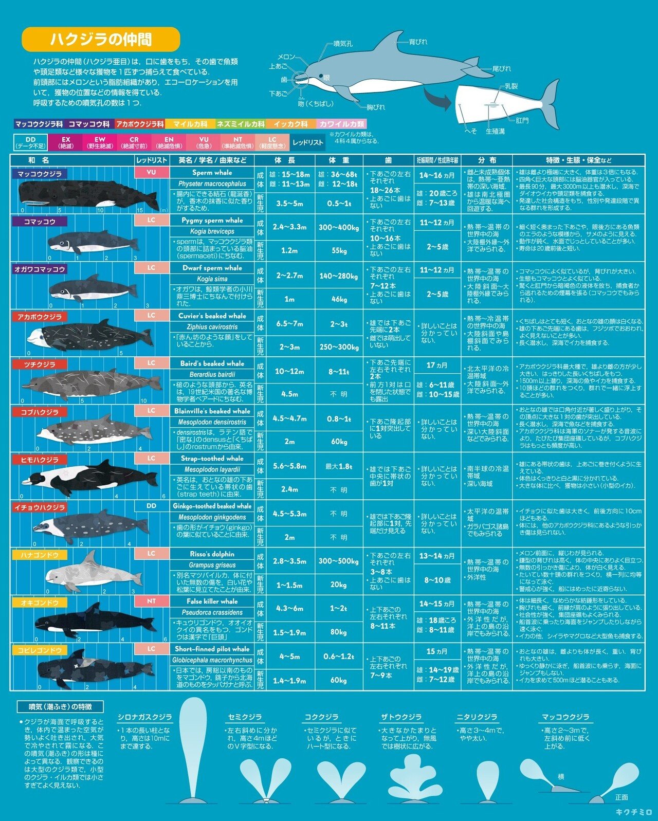 クジラとイルカの仲間を描いてまとめたよ キクチミロ Note