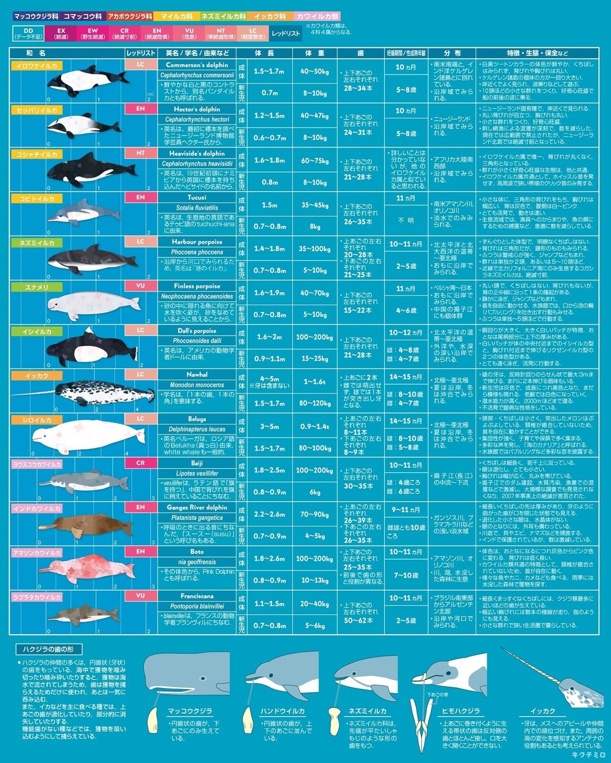 クジラまとめ表4