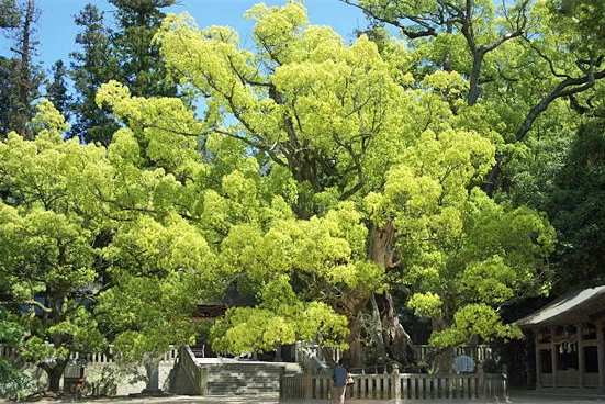 御手植えの楠