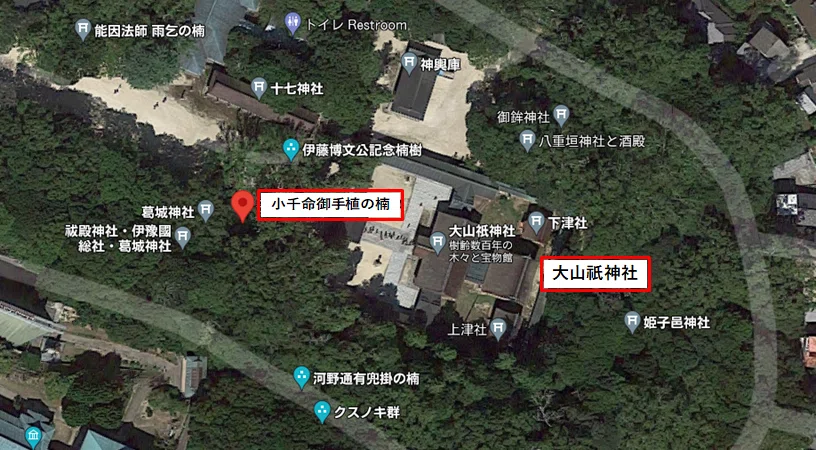 大山祇神社と楠