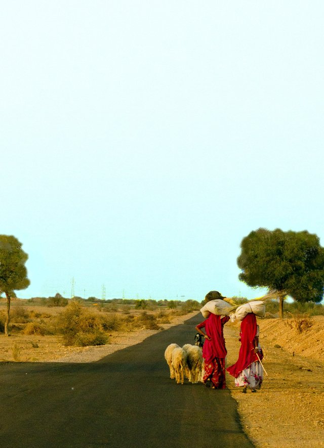 インド ～ラジャスタン～ バイクでジャイサルメールからクーリー村まで行く道中、完璧に道に迷って彼女達に道を聞いた。とても親切に教えてくれた。彼女達は羊を連れてどこまで行くのかなぁ。