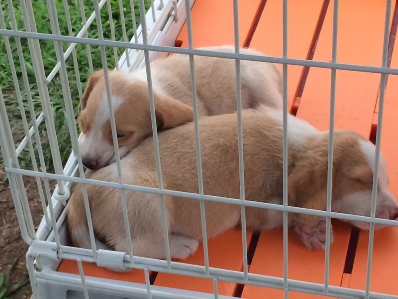 犬の名前の物語 古賀史健 Note 犬の名前の物語 古賀史健 Note