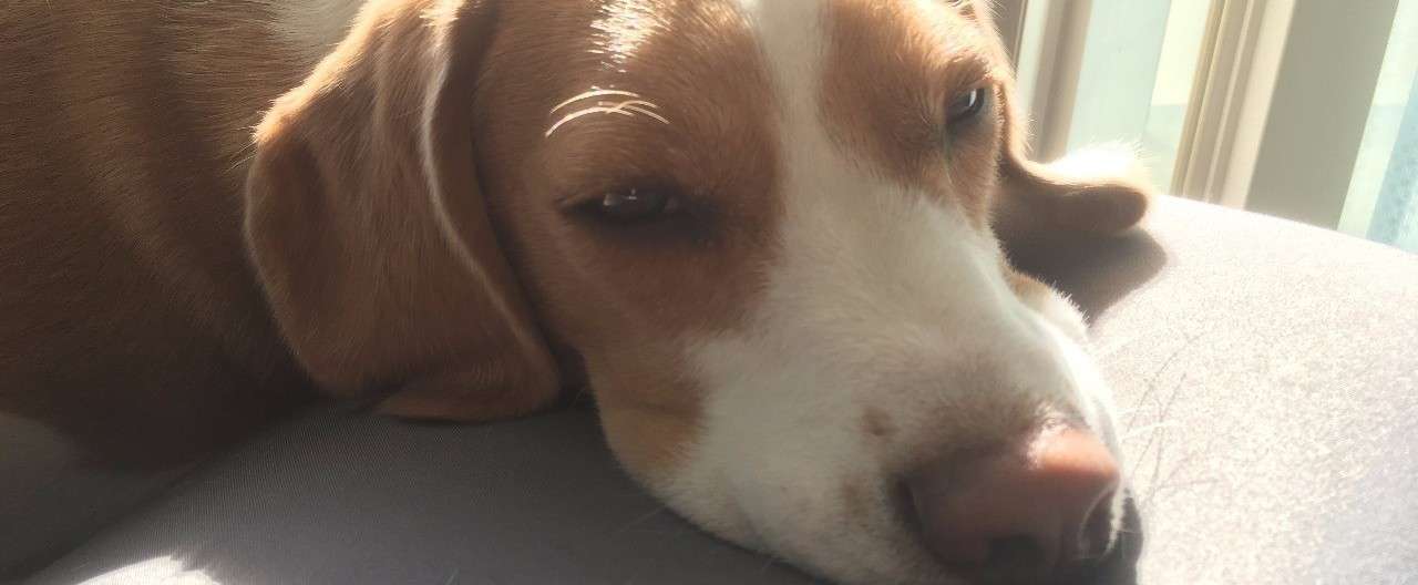 犬の名前の物語 古賀史健 Note