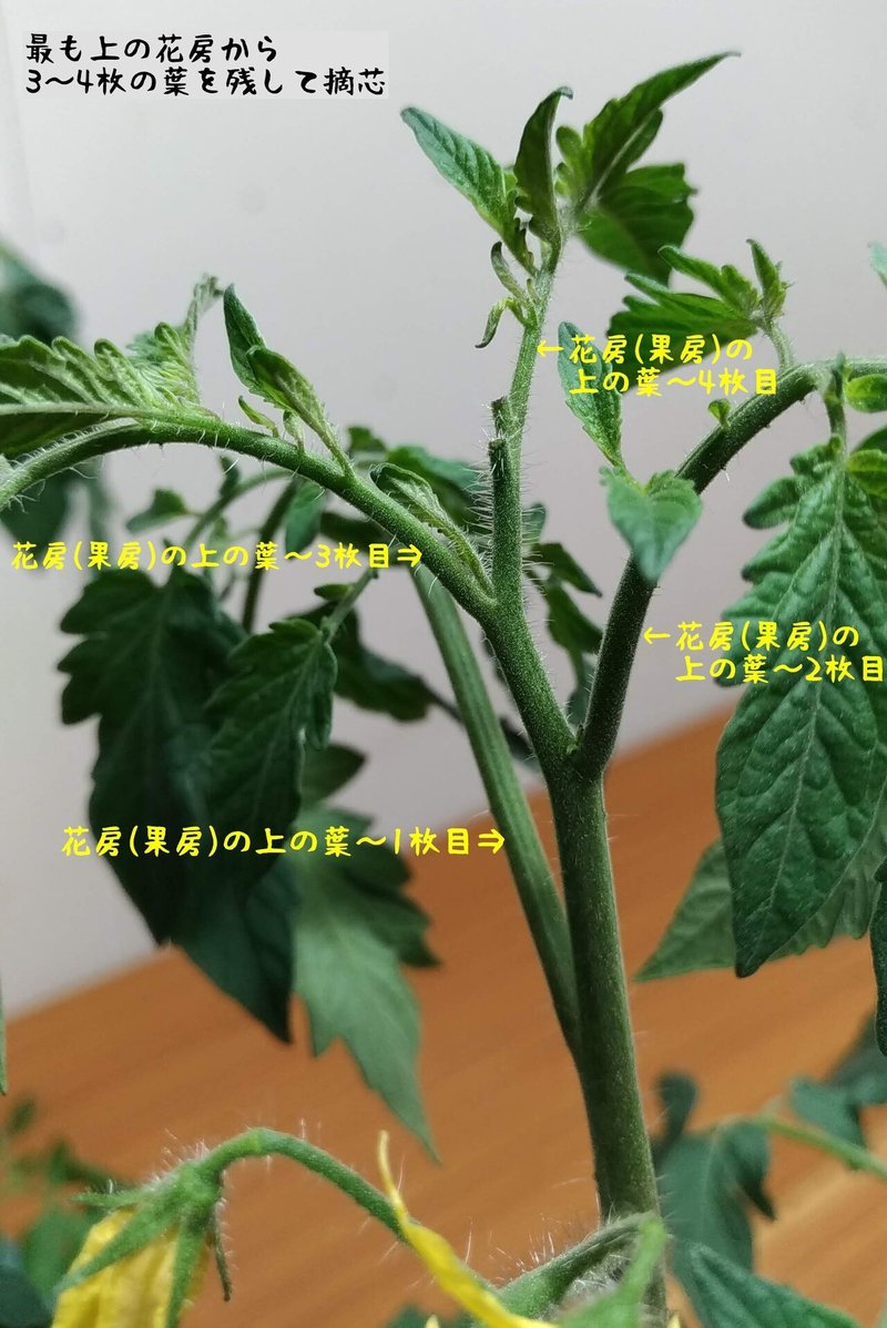トマトの育て方no 5 摘芯について トマト研究家 ヒロミ Note