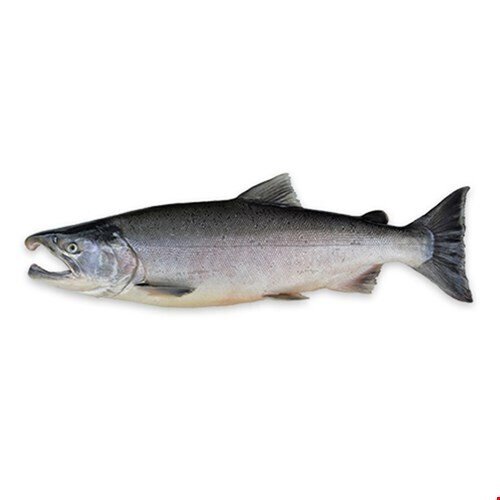 ノルウェーサーモンは危険な食べ物 いいえ それは誤解です ノルウェーサーモンはスーパーフード みんなのビジネスジャーナル Note ノルウェーサーモンは危険な食べ物 いいえ それは誤解です ノルウェーサーモンはスーパーフード みんなのビジネスジャーナル Note