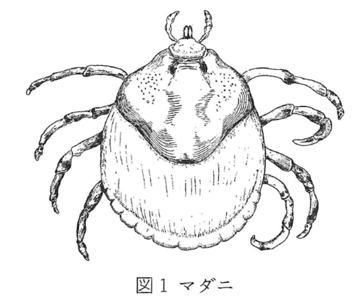 生物から見た世界｜Keio SFC Matsukawa Lab