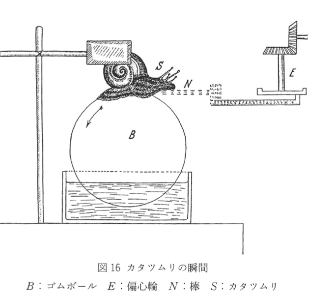生物から見た世界｜Keio SFC Matsukawa Lab