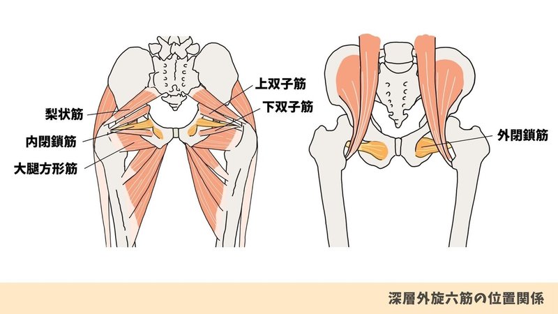 なぜ深層外旋六筋が重要なのか ー閉鎖筋群にフォーカスしてー たくみロドリゲス 運動器理学療法士 Note