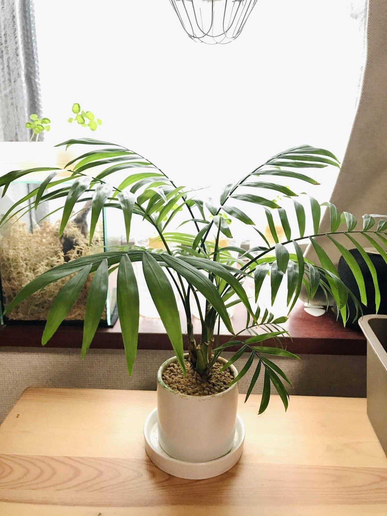 テーブルヤシ植え替えその後 松本健太 松千 Note テーブルヤシ植え替えその後 松本健太 松千 Note