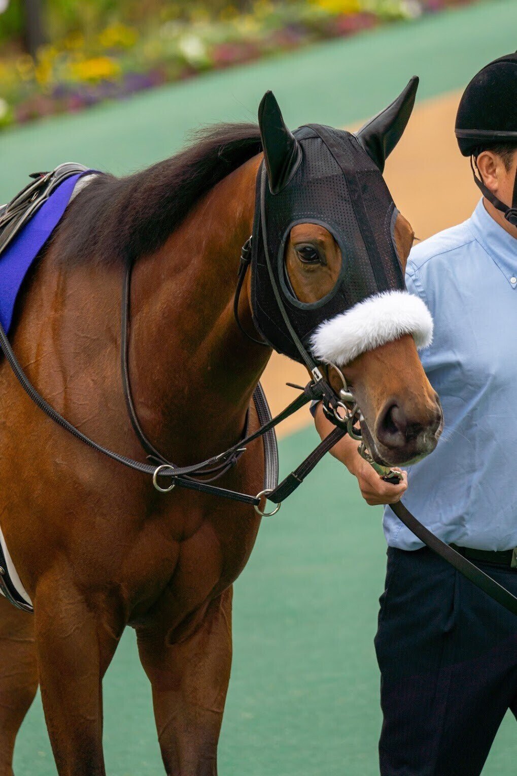 ニコマス競馬部pog 21 22ドラフト会議結果と自分の指名馬 ごま Note