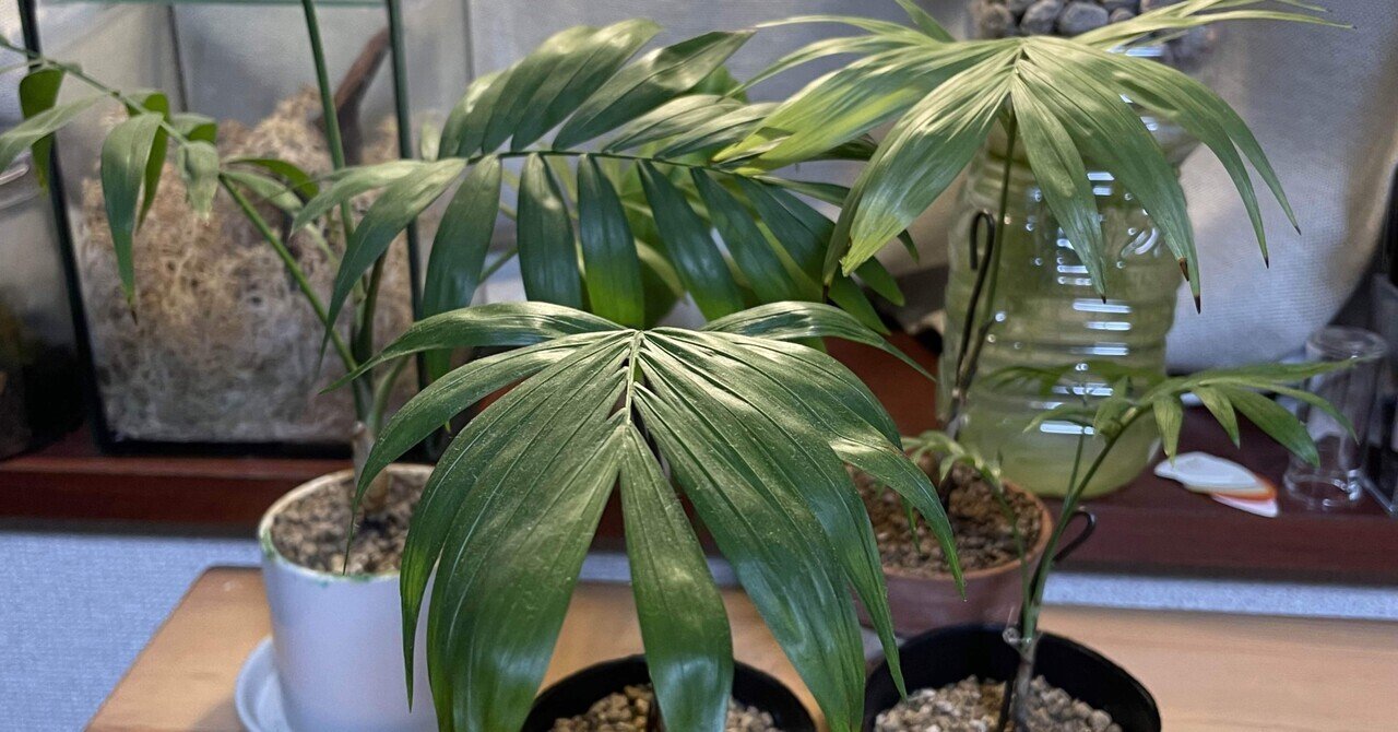 テーブルヤシ植え替えその後 松本健太 松千 Note テーブルヤシ植え替えその後 松本健太 松千 Note