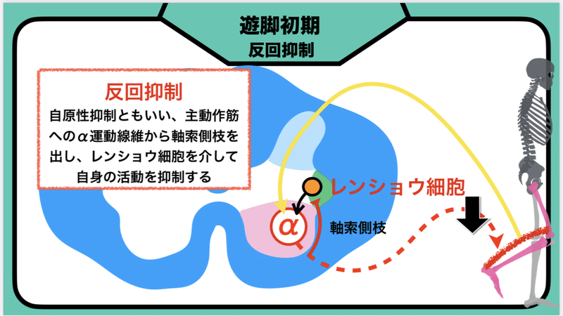 Cpgや脊髄機能を臨床に活かす考え方 レポート Jun Note