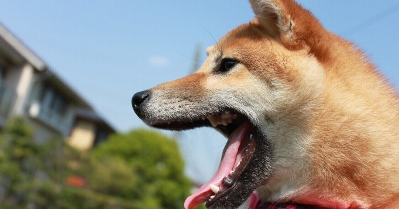 犬も人間みたいに嫉妬するんだよ げーしー Note 犬も人間みたいに嫉妬するんだよ げーしー Note