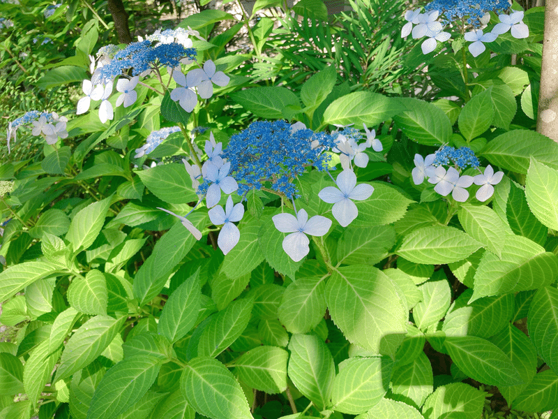 コトバ 花から学ぶ 謙虚さ 紫陽花 斉藤勇太 Note コトバ 花から学ぶ 謙虚さ 紫陽花 斉藤勇太 Note