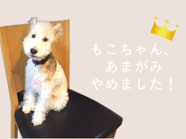 子犬の甘噛みをやめさせる方法 しつけ 実体験あり Shizuku Note