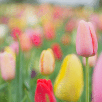 駆け出し百人一首 11 東風吹かば匂ひおこせよ梅の花あるじなしとて春を忘るな 菅原道真 三鷹古典サロン裕泉堂 吉田裕子 Note