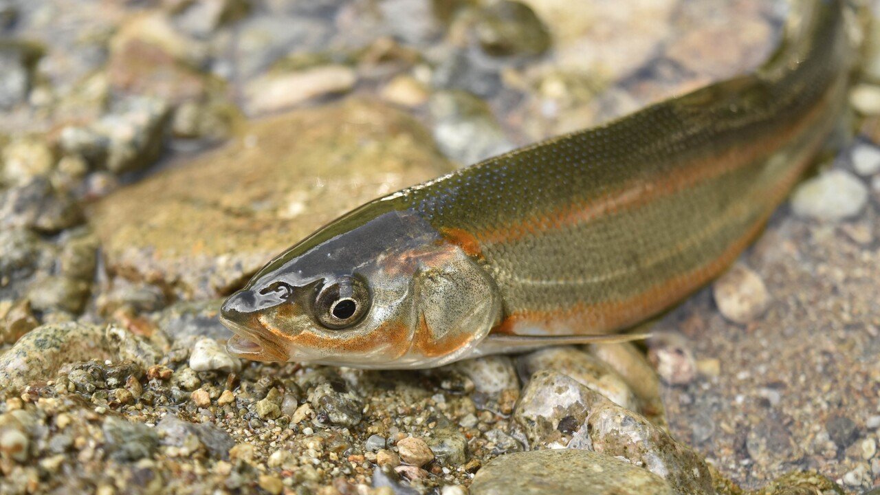 ウグイはまずくないし 外道じゃない 日本ウグイ協会を設立した話 竹本 純 田舎スローライフとデザインの記録 Note ウグイはまずくないし 外道じゃない 日本ウグイ協会を設立した話 竹本 純 田舎スローライフとデザインの記録 Note