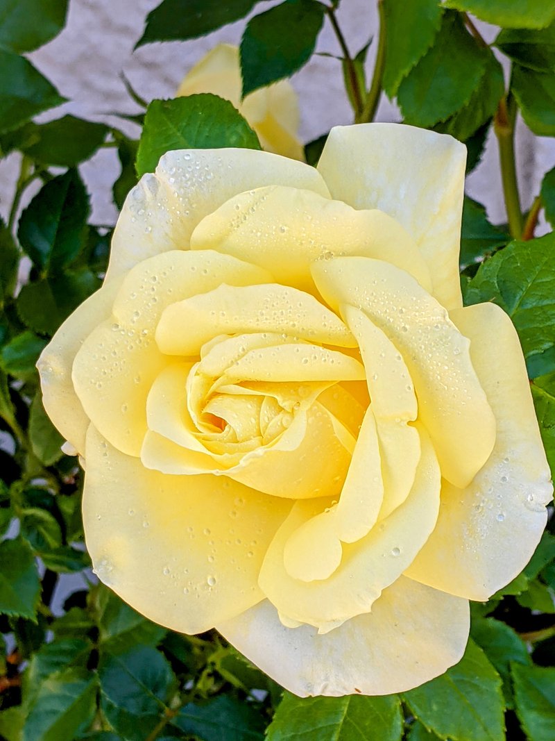 儚い恋の薔薇 の新着タグ記事一覧 Note つくる つながる とどける