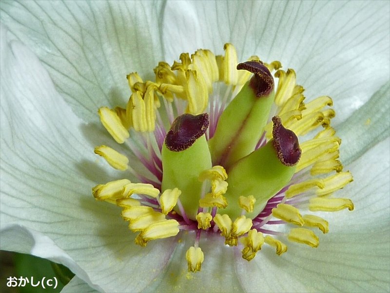 山芍薬 やましゃくやく が 咲きました おかし Note