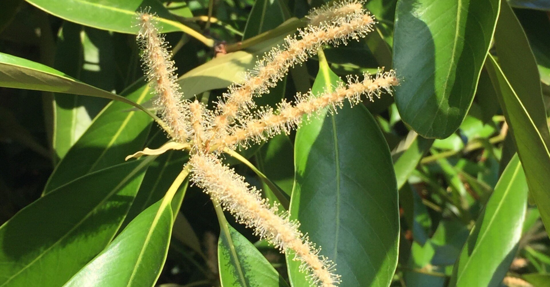 マテバシイ Hangzhou Note