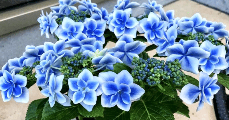 こんぺいとうスマイル の新着タグ記事一覧 Note つくる つながる とどける