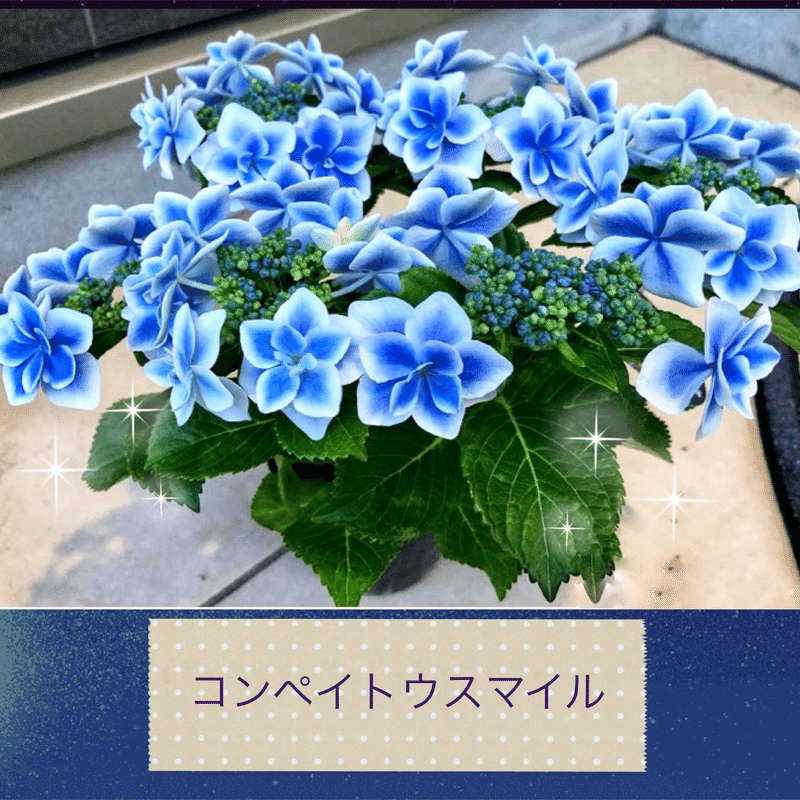 紫陽花が300種類以上あるって知らなかった Shikisailc 輝装心クリエイター Note