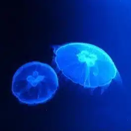 さおり｜自分を信じ、自分で人生の舵を切る