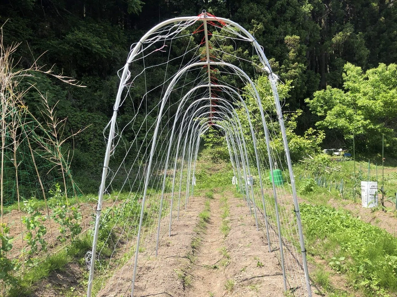 きゅうりネット張りと米ぬかパラパラ Muna Farm 無農薬自給自足 Note きゅうりネット張りと米ぬかパラパラ Muna Farm 無農薬自給自足 Note