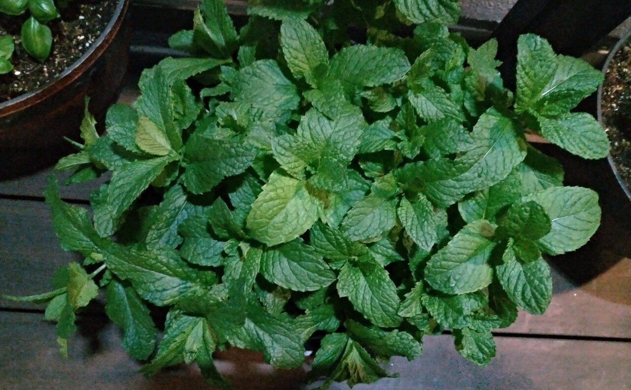 野放図ミント ミントのハチミツ漬け シロップ おがばん 拝万里 Note