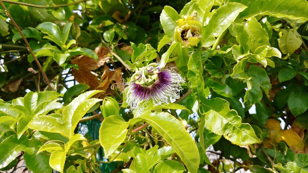 うちの屋上の花と景色 あやたな Note