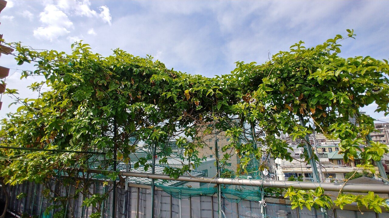 うちの屋上の花と景色 あやたな Note