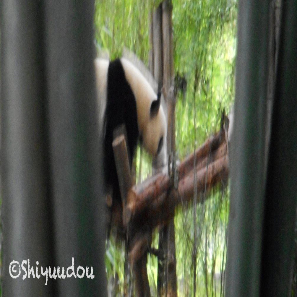 パンダ棚 中国のパンダ 世界のパンダの今 No 3 5 25 Shiyuudou Note