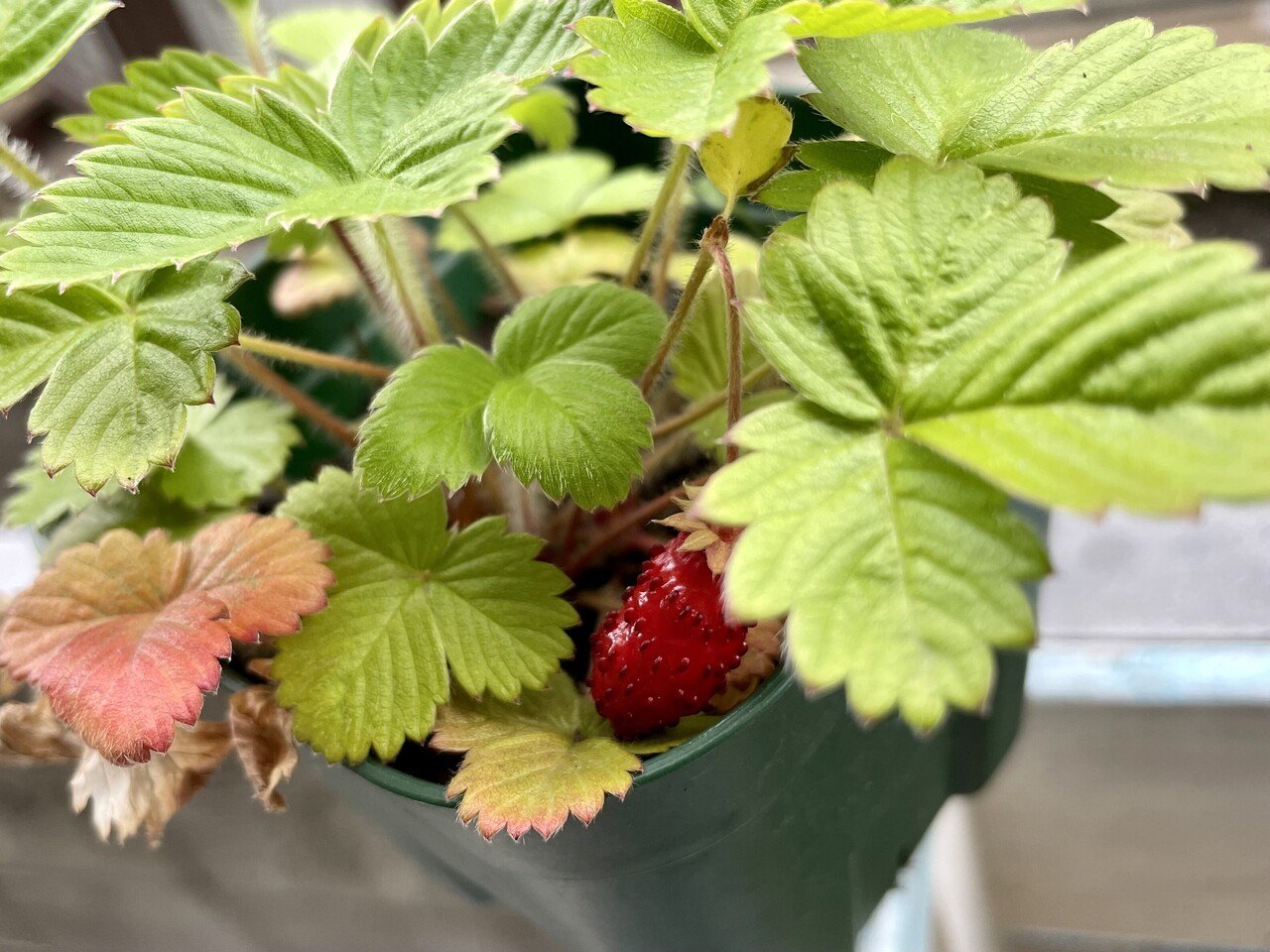 引き出物 四季なりいちご シードボール9個入 アタリヤ農園 べじたま 置くだけ