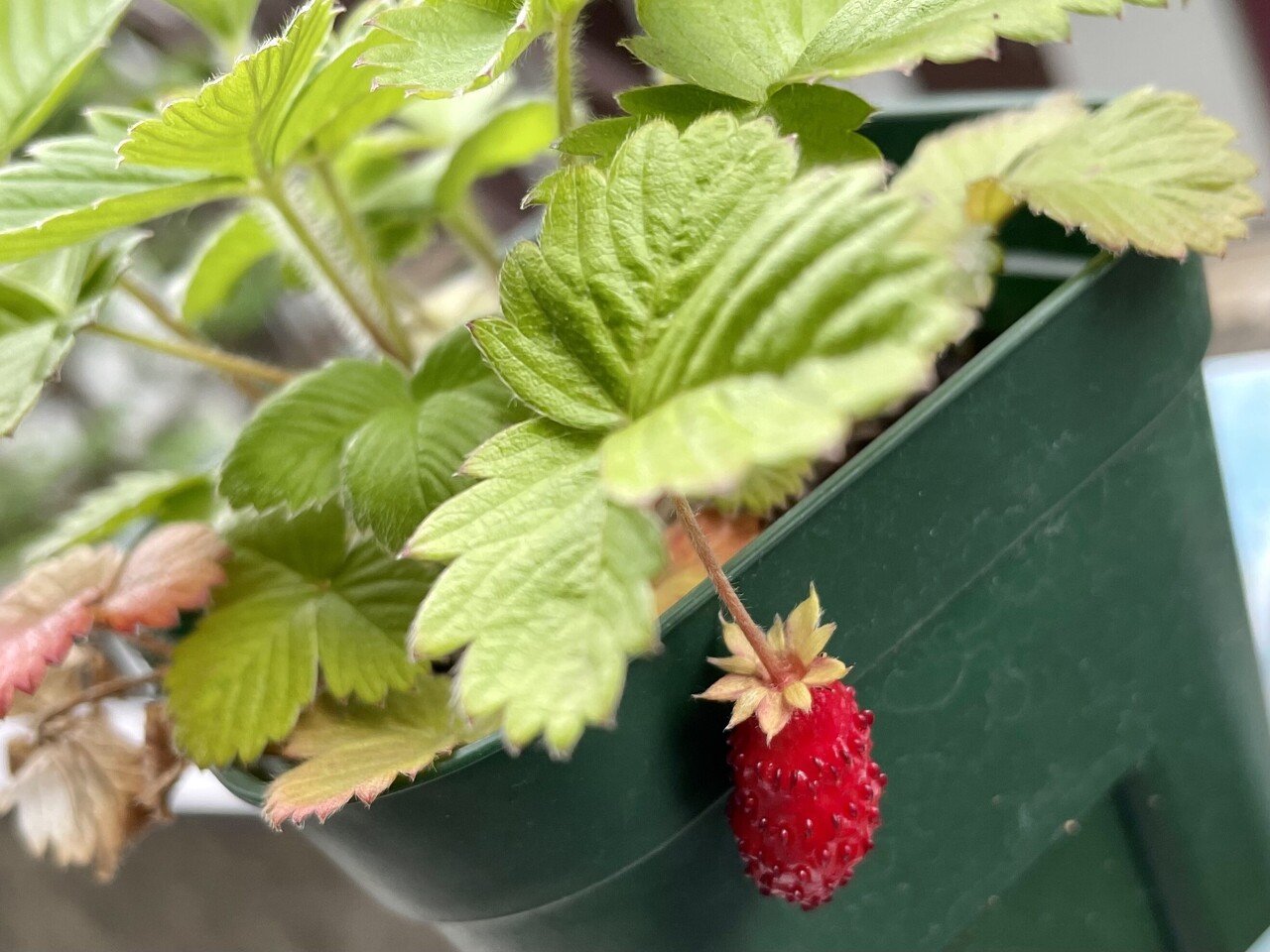 引き出物 四季なりいちご シードボール9個入 アタリヤ農園 べじたま 置くだけ 種まき 野菜種 M