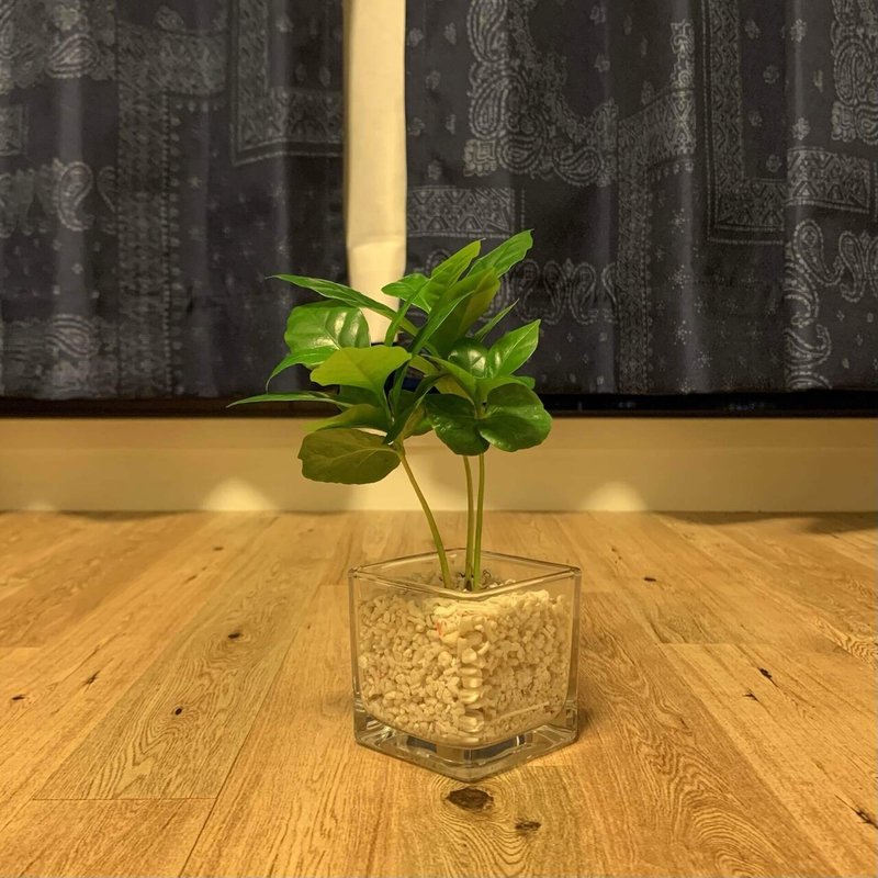 観葉植物初心者がまずは色々試してみる話 Giulietta Note 観葉植物初心者がまずは色々試してみる話 Giulietta Note