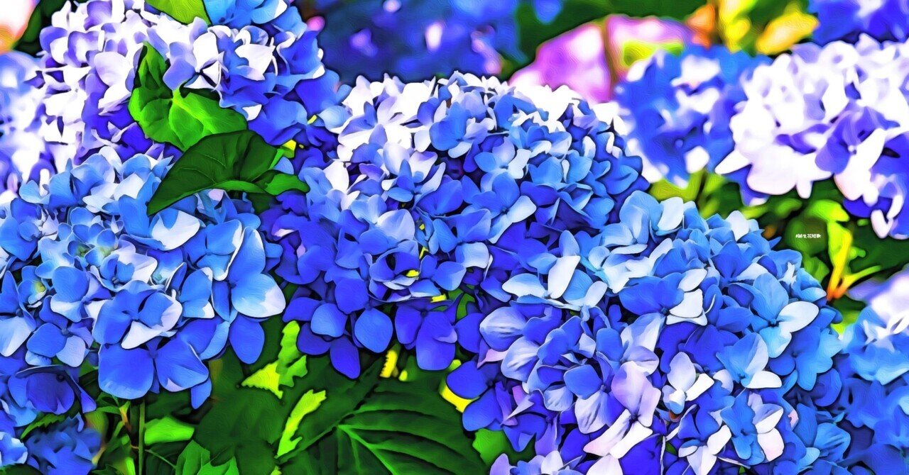 6月3日 誕生花は紫陽花 誕生花短歌 御子柴 流歌 Note 6月3日 誕生花は紫陽花 誕生花短歌 御子柴 流歌 Note