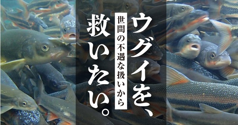 ウグイはまずくないし、外道じゃない!日本ウグイ協会を設立した話