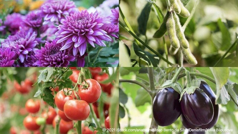 授業制作チームも探究 世界初 シロツメクサを食べてみた 探究学舎 Note
