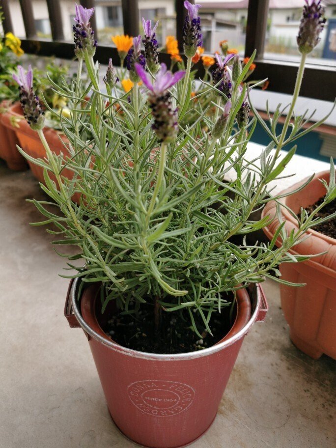 もう数週間も前になるけれど 生花店で購入したラベンダーの花 もともとラベンダーが好きなのと このブリキの鉢が気に入って買いました ラベンダーってなかなか長く咲いていないけど この時期のお花とし よしだみゆ Note