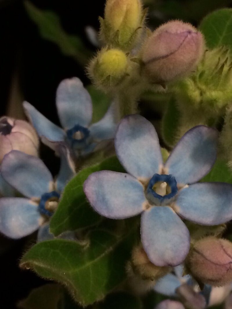 小さな青い星 ブルースター 花屋のsawako Note