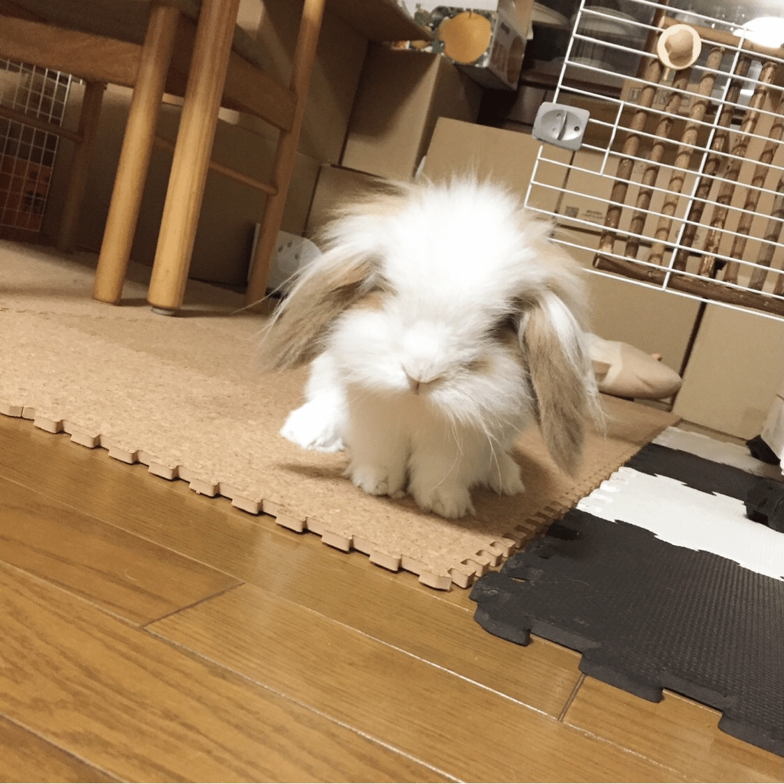 そうそう ウチにはこーんなウサギに見えないウサギさんがいます この写真はだいぶ前に撮ったやつなのでまだ若いww 今年8歳 人間で言うと60代なおっちゃんウサギのはっちサンです ウサギ うさぎ さとちき Note