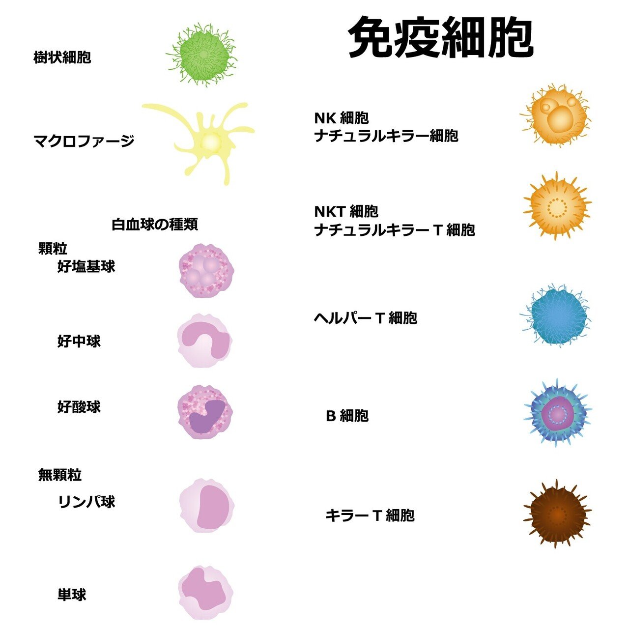 免疫細胞　説明