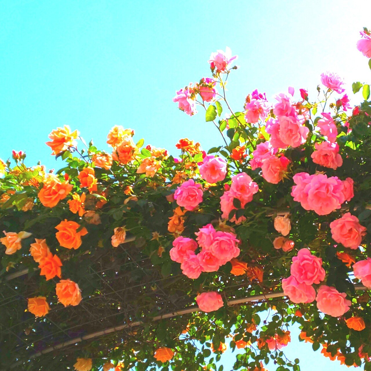 花だらけ 田舎暮らしのnanaさん 癒し焚き火部 Note 花だらけ 田舎暮らしのnanaさん 癒し焚き火部 Note