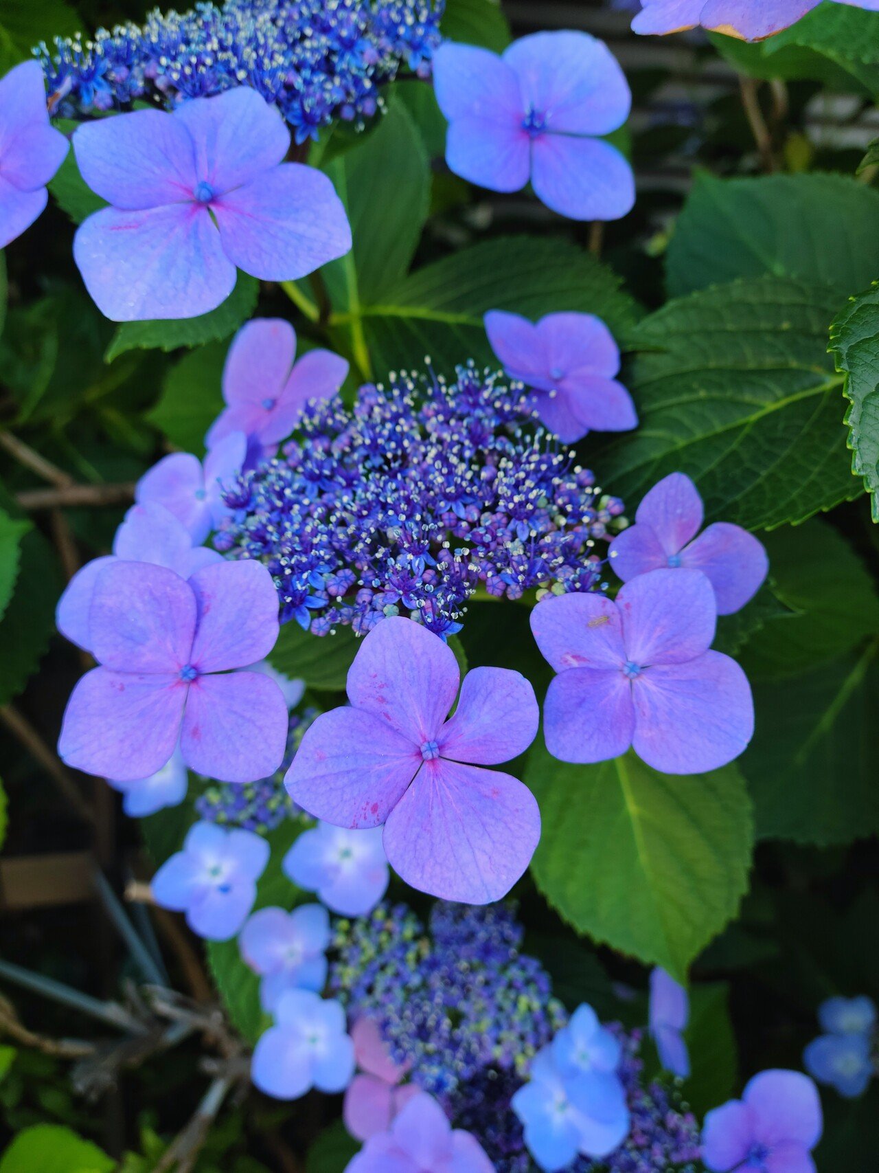 本日お写真 紫陽花 美しさ いろいろ Ryo Note